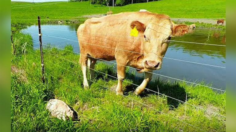 Isteri petani telah mendengar lembu moonya selama berjam-jam – Kemudian dia tiba-tiba faham mengapa dan melakukan ini