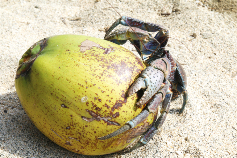coconut crab