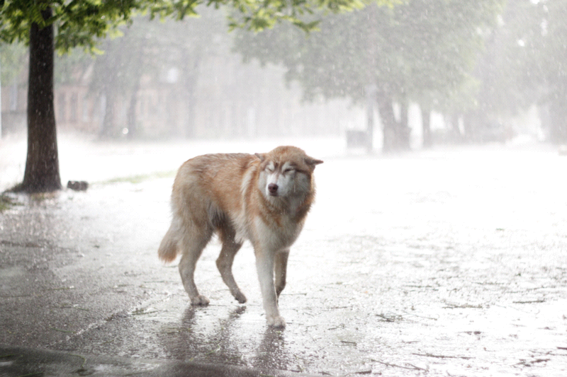 husky dog in the rain