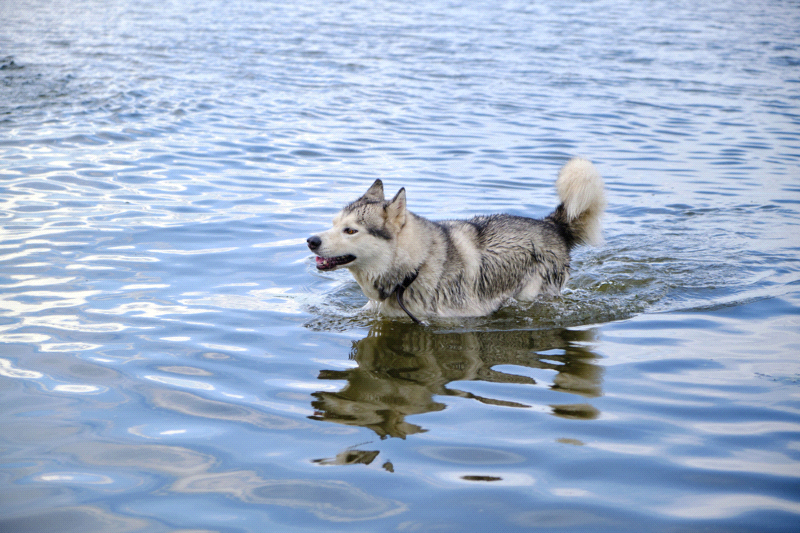 husky dog in the water