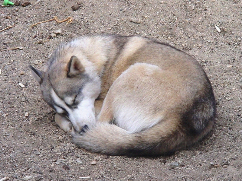 husky sleeping