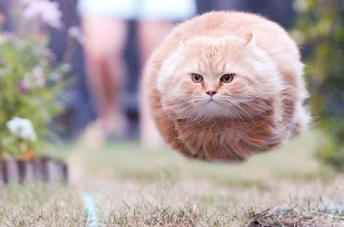 The incredible flying cat! Funny, funny stuff #animals #photos #funny #cats | Hover cat, Funny animals, Funny cat pictures