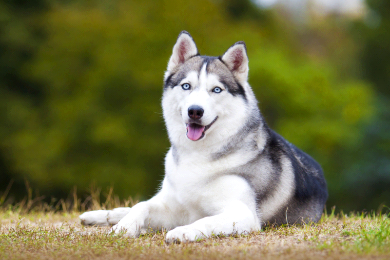 husky dog with tongue out