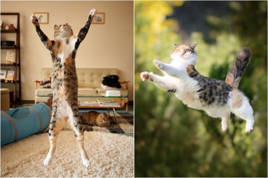 flying cats