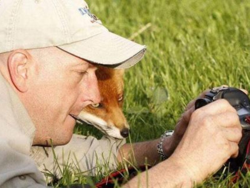 Fox checking camera
