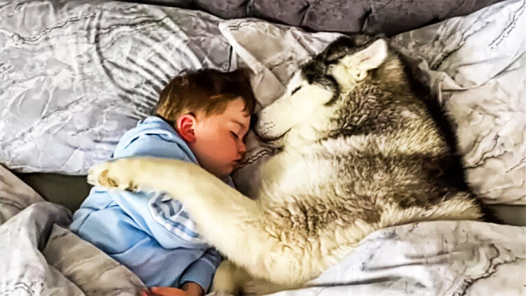 狗睡在小男孩旁邊-第二天早上才知道原因!