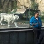 Un tigre retrouve le gardien du zoo après 5 ans. Voyez la réaction du tigre !