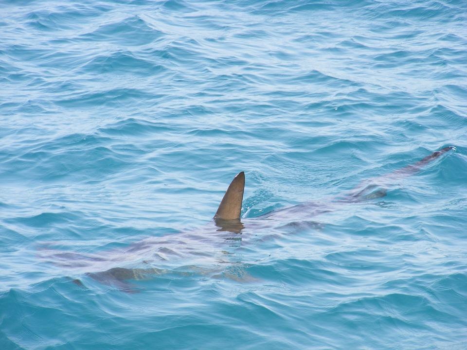 Aleta de tiburón en la superficie del mar