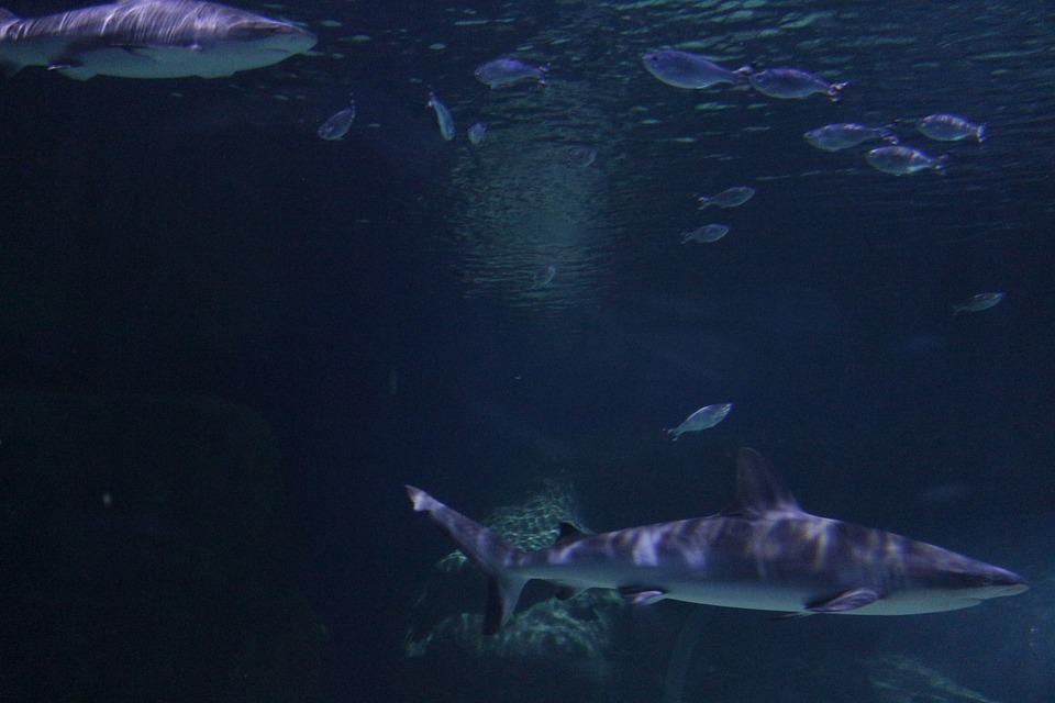 Tiburón en la profundidad del mar