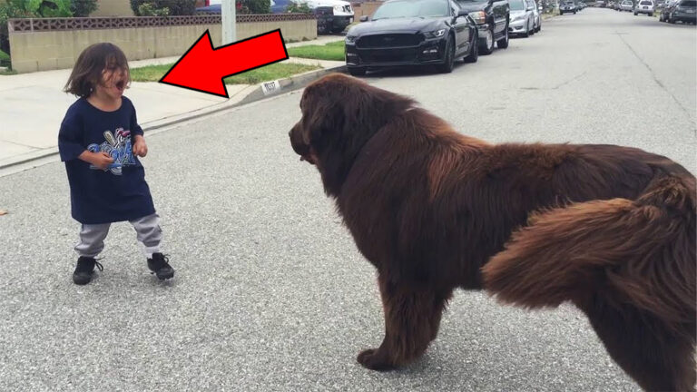 Il ragazzo incontra un cane per strada: nessuno si aspettava quello che è successo dopo