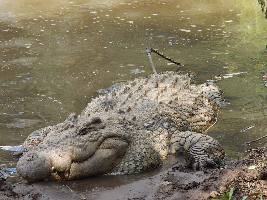 巨大鱷魚岀現眼前