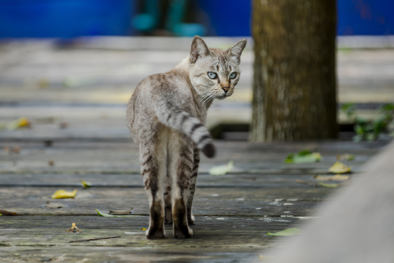 Cat,Walking,On,A,Wooden,Walkway,And,Look,Back.