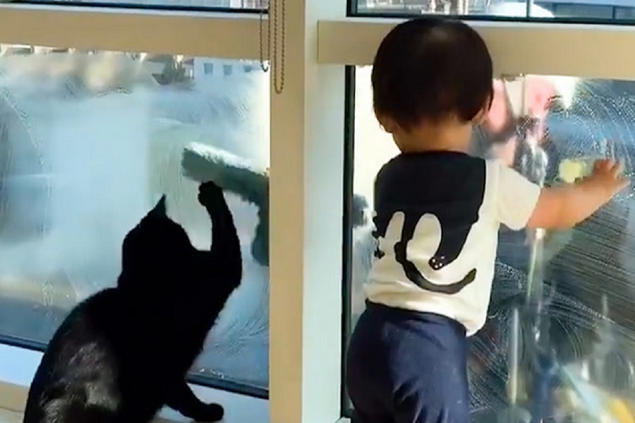 window cleaner, baby and cat