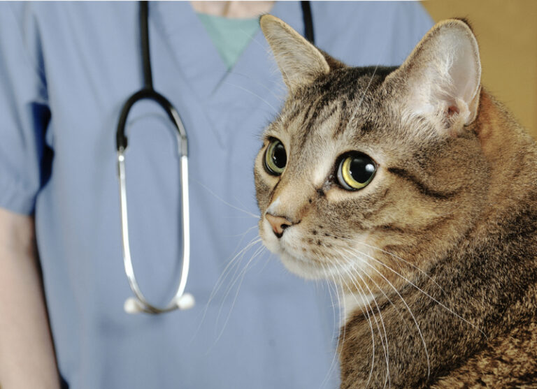 cat and stethoscope