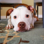 Easy: this is how you clean pet vomit from your carpet