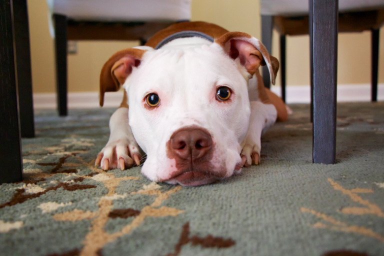 Easy: this is how you clean pet vomit from your carpet