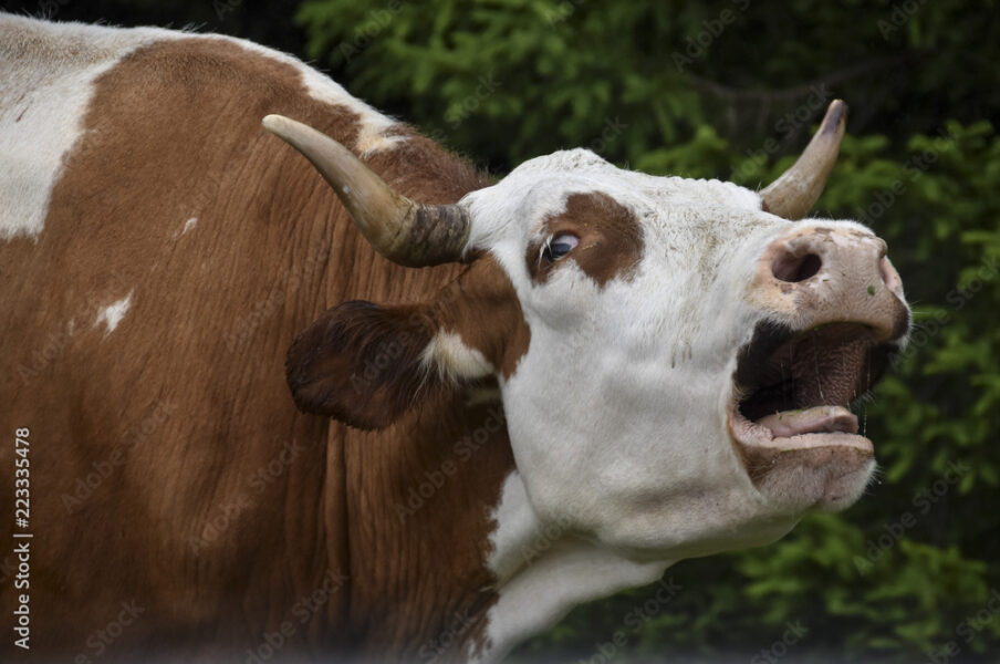 Θυμωμένη αγελάδα