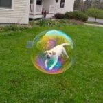 dog bubble