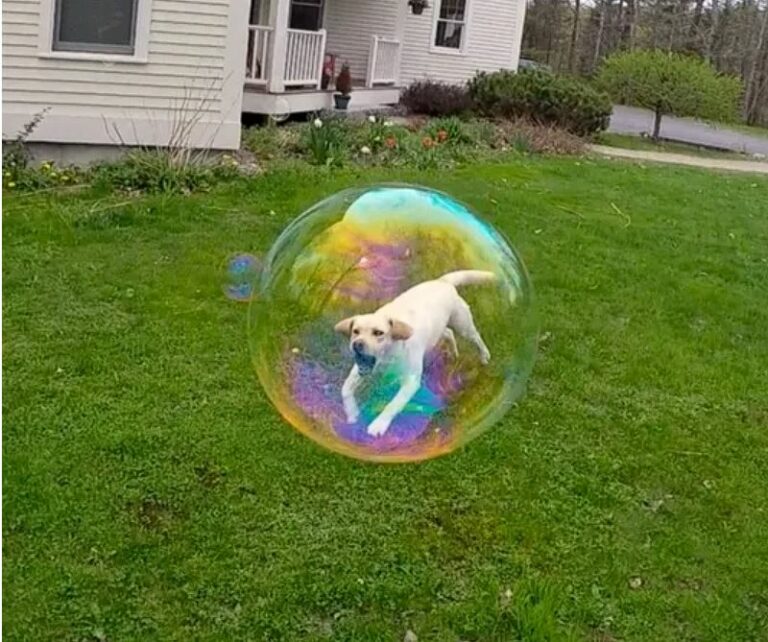 dog bubble