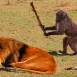 הקוף לא הפסיק להתגרות באריה, בסוף האריה לימד אותו לקח