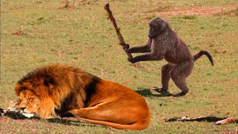 הקוף לא הפסיק להתגרות באריה, בסוף האריה לימד אותו לקח