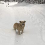 A Man Finds An Abandoned Dog In The Snow - Then Suddenly He Starts Barking At A Bush
