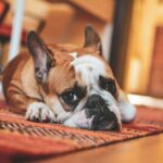 french bulldog and carpet