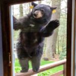 bear in window