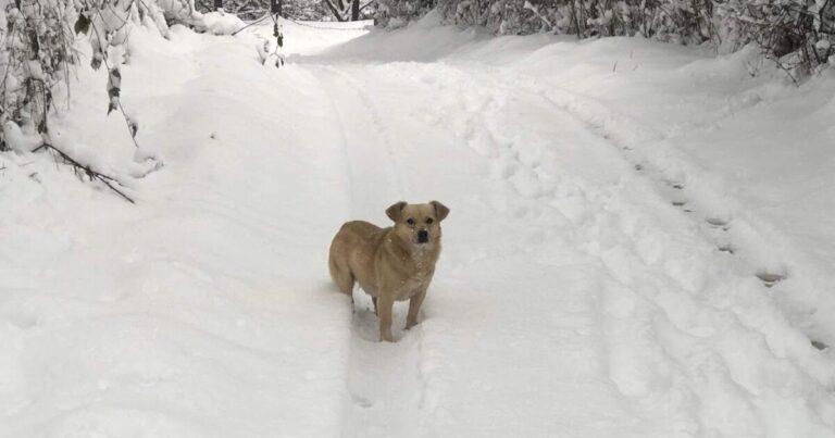 A Man Finds An Abandoned Dog In The Snow – Then Suddenly He Starts Barking At A Bush