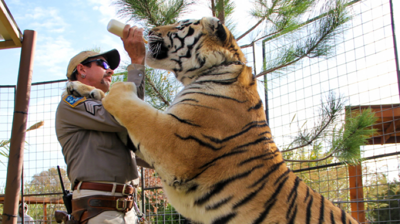 zookeeper giving milk to a tiger