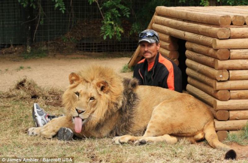 man sitting with lion close to a cage