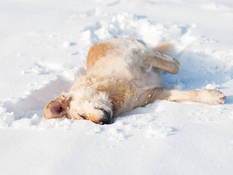 A dog lying in snow