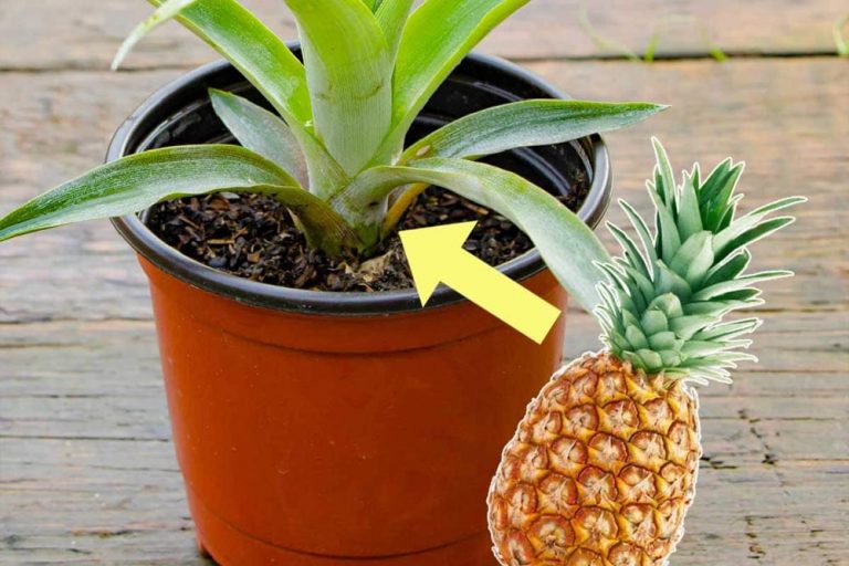 pineapple pot