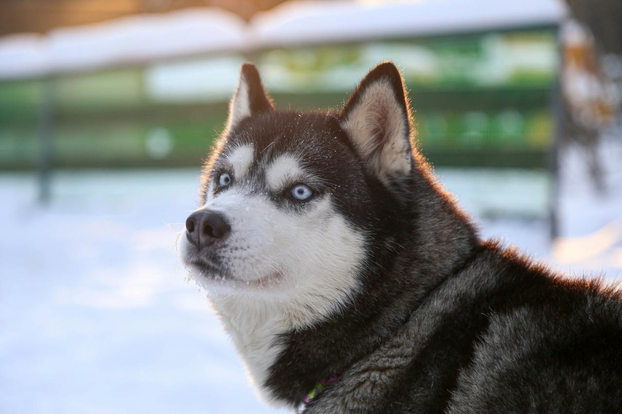 husky-dog-4